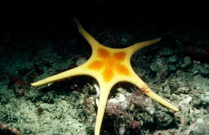 Image of an yellowish sea star which belongs to the species Iconaster longimanus